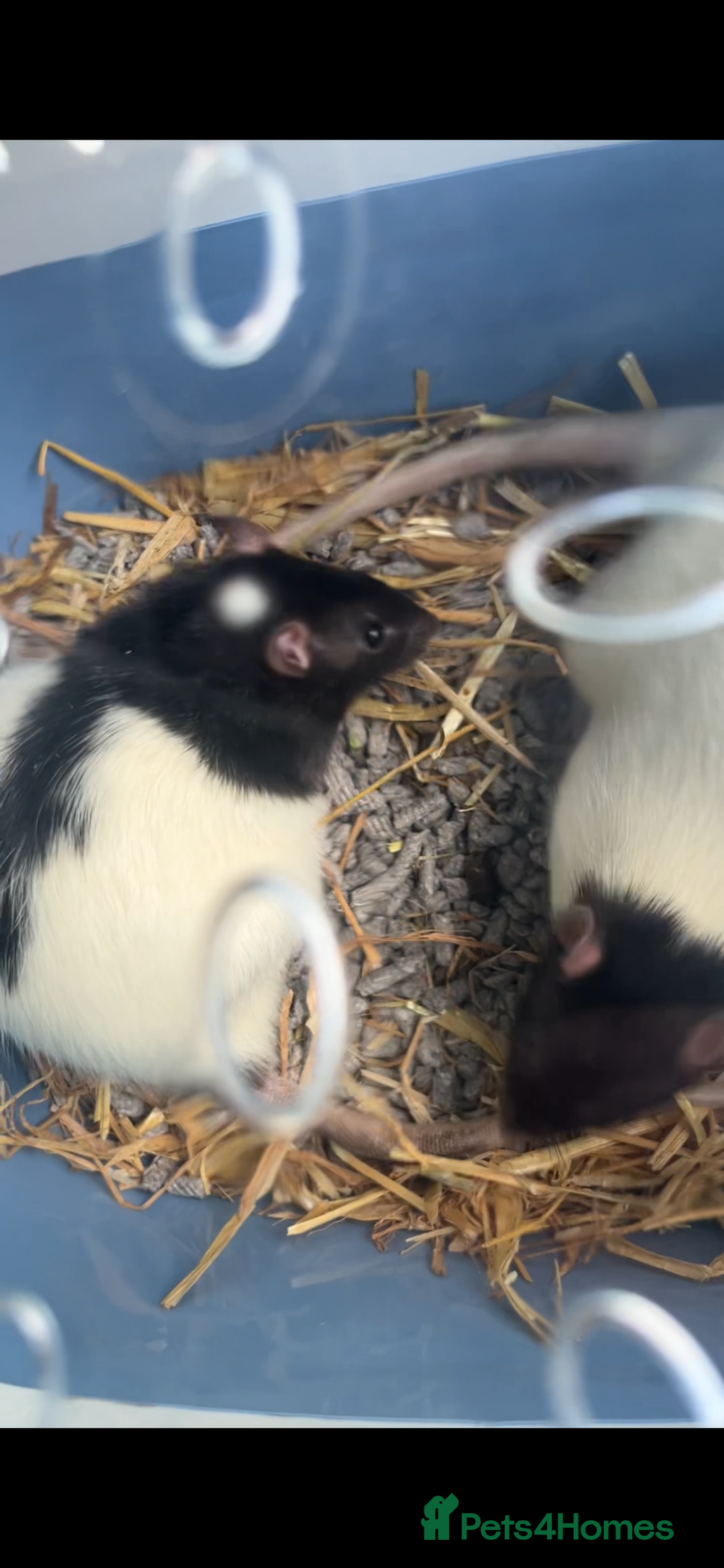 Rat rodents for sale: Two male rats with full set up - Advert 1