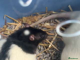 Rat rodents Two male rats with full set up - Advert 1
