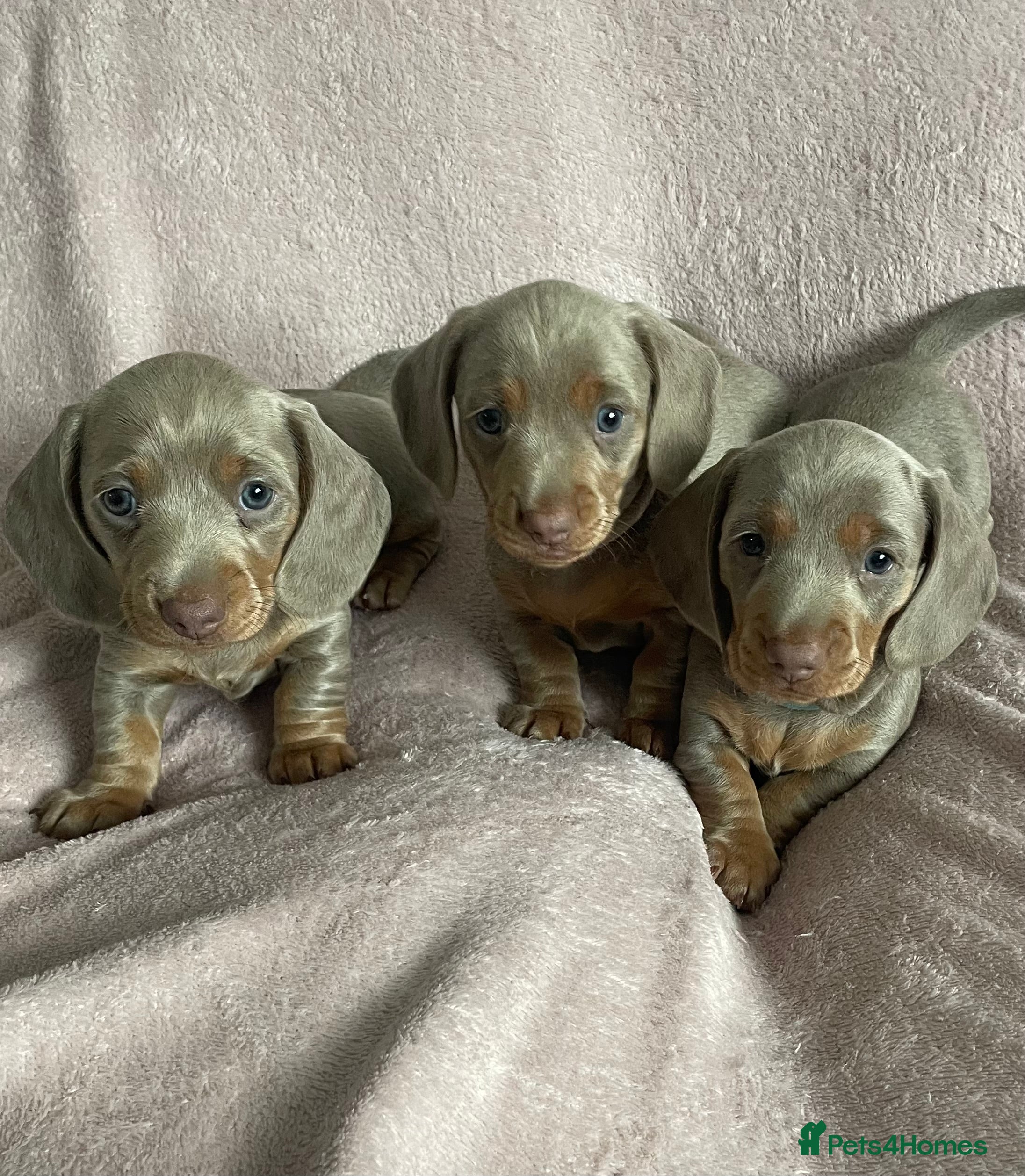 Miniature Dachshund dogs Stunning Isabella & Tan Litter  in Blyth - Advert 7