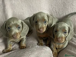 Miniature Dachshund dogs Stunning Isabella & Tan Litter in Blyth - Advert 7
