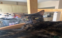 Mixed Breed cats for sale: 3 kittens for sale 1 boy 2 girls - Image 8