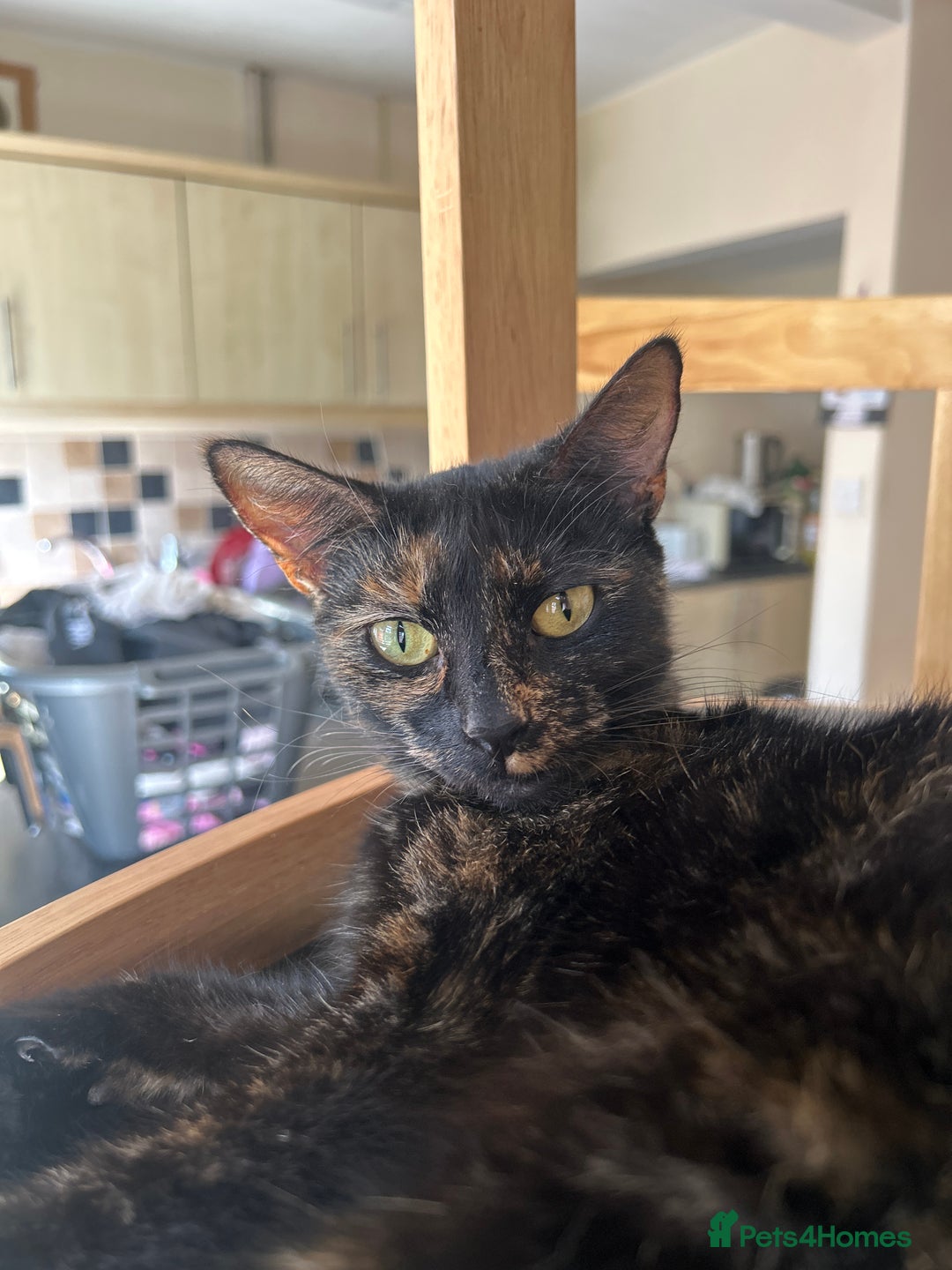 Mixed Breed cats for sale: 3 kittens for sale 1 boy 2 girls - Image 8