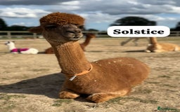 Alpaca livestock for sale: Stunning Breeding Female Alpaca Herd - Image 4