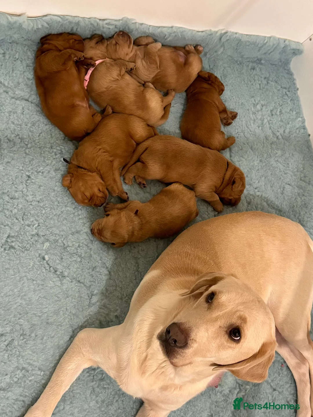 Labrador Retriever dogs for stud: AGLABS ICON - HEALTH TESTED DARKEST FOX RED in Grantham - Advert 28