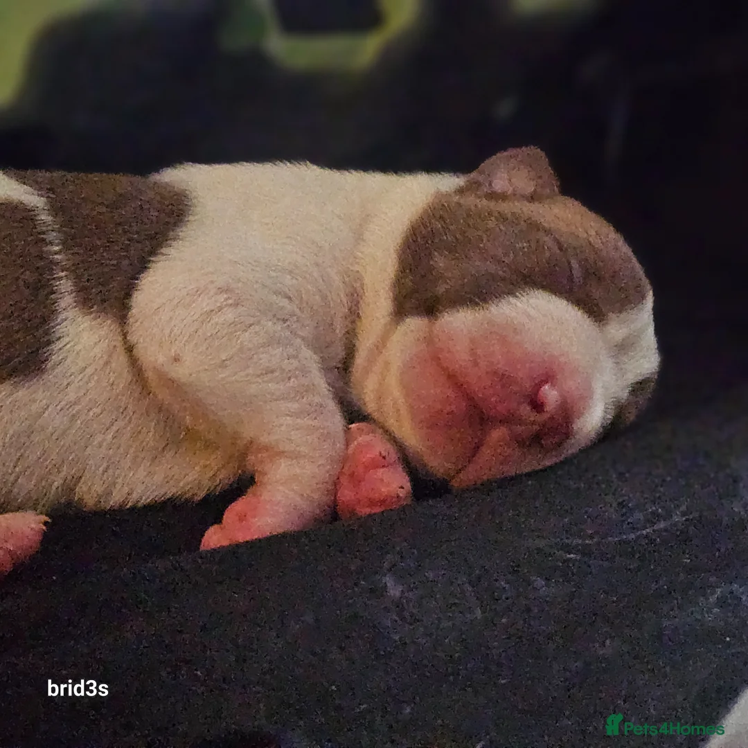 Mixed Breed dogs for sale: Bullpei x American bulldog pups in Scunthorpe - Advert 12