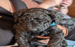 Goldendoodle dogs for sale: Golden doodle puppies for sale  - Image 9