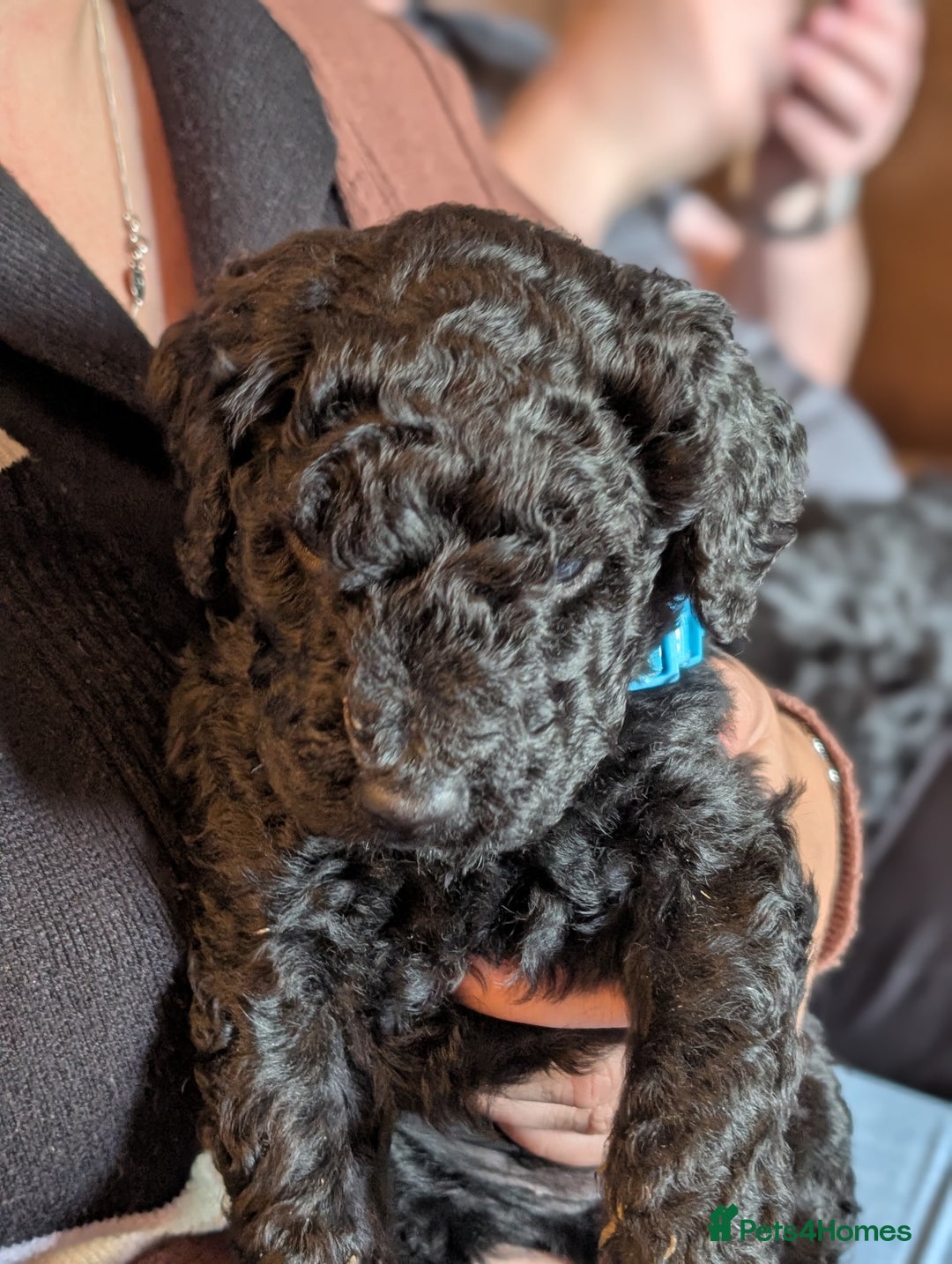 Goldendoodle dogs for sale: Golden doodle puppies for sale  - Image 9
