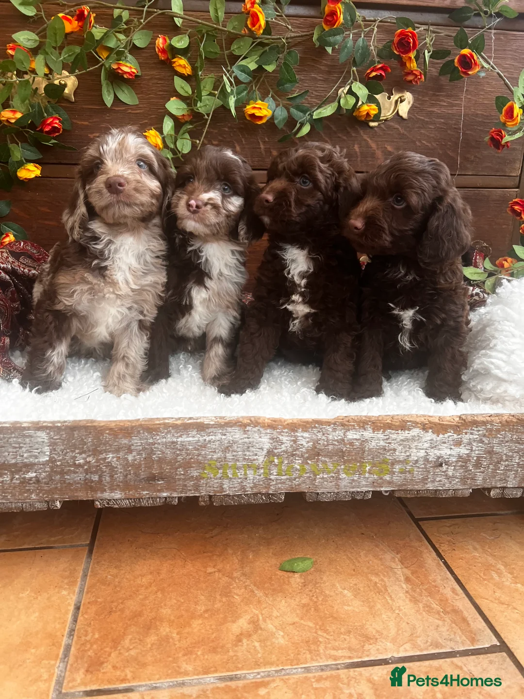 Sproodle dogs for sale: Chocolate Sproodle Puppies rare Merle  - Advert 9