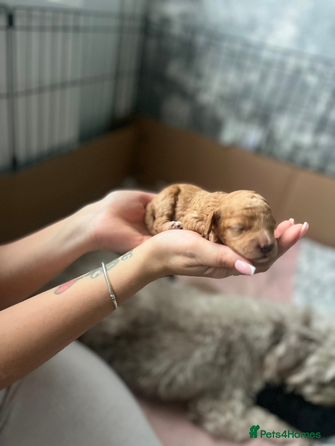 Cockapoo dogs for sale: Beautiful cockapoo puppies for sale  - Advert 4