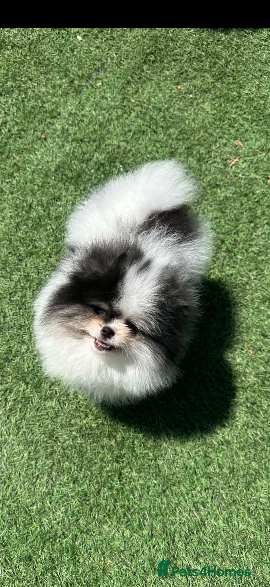 Pomeranian dogs Beautiful Pomeranians 🖤🤍 - Advert 12