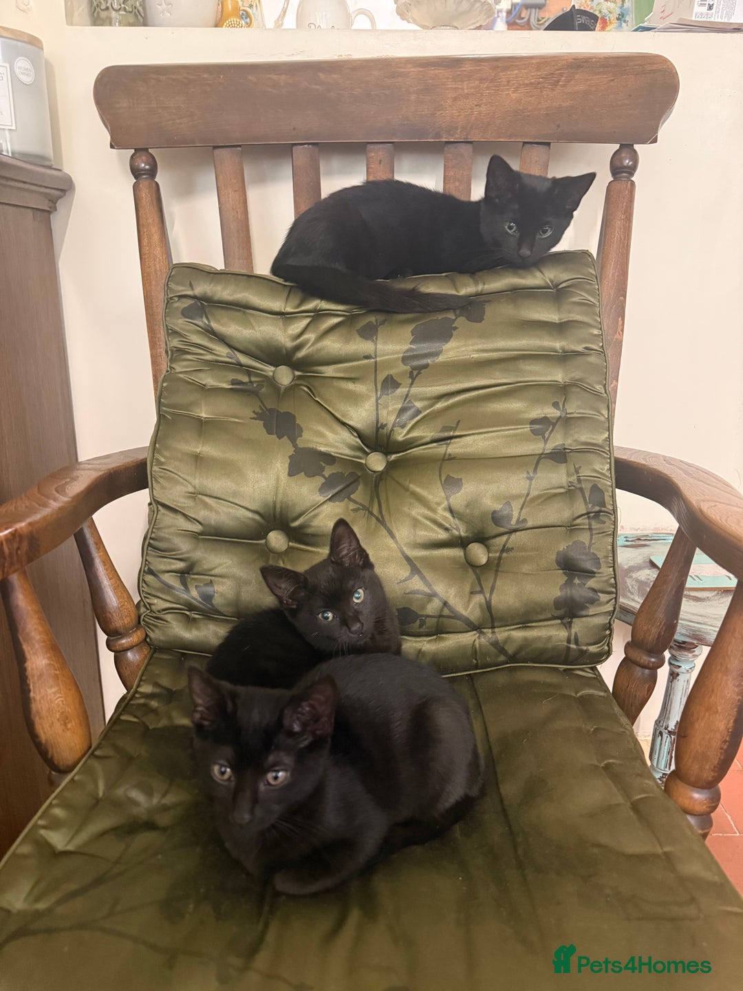 Mixed Breed cats for sale: Gorgeous black kittens - Image 4