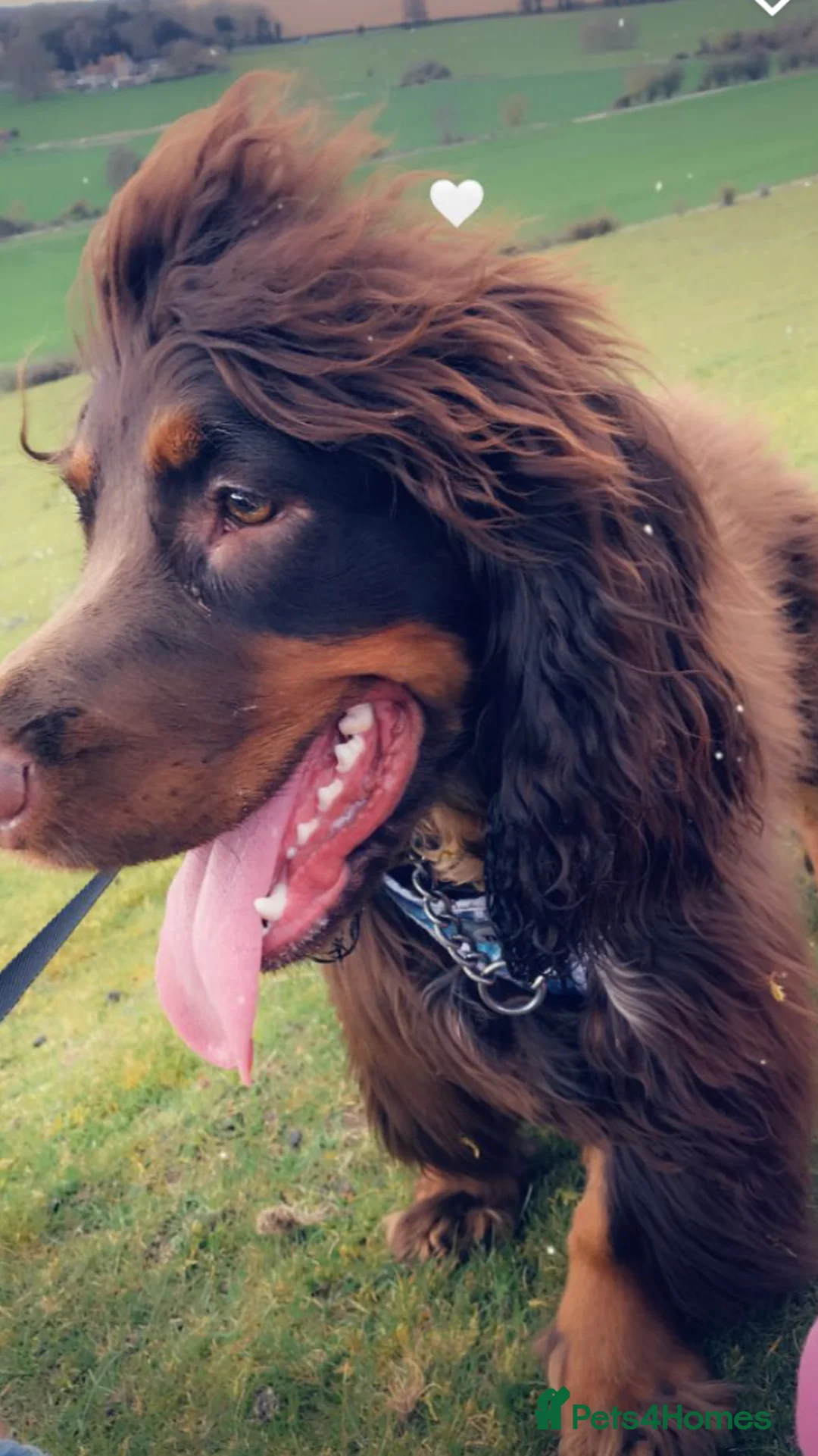 Sprocker dogs for stud: PROVEN SPROCKER SPANIEL - Advert 7