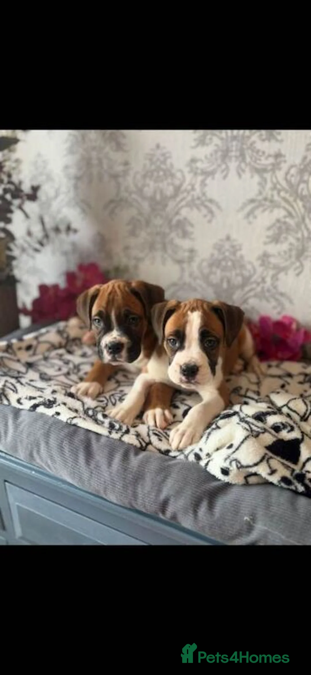 Boxer dogs for sale: KC Register Boxer Puppies - Advert 2