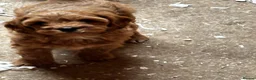 Cavapoo dogs for sale: Beautiful Cavapoo puppy in Dumfries - Advert 4