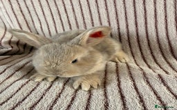 French Lop rabbits for sale: 8 Stunning Giant French lop x mini lop babies  - Image 6