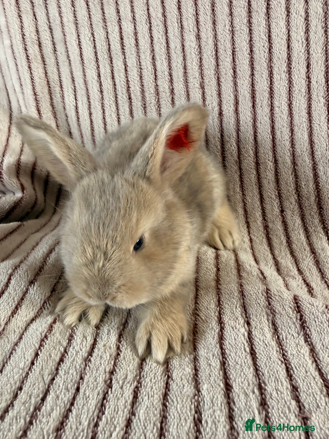French Lop rabbits for sale: 8 Stunning Giant French lop x mini lop babies  - Image 6