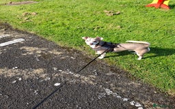 Mixed Breed dogs for sale: Jack russell crossed chihuahua  - Image 1