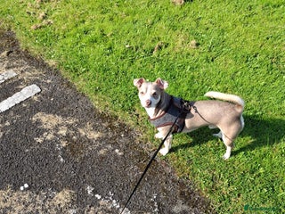 Mixed Breed dogs - Advert 4