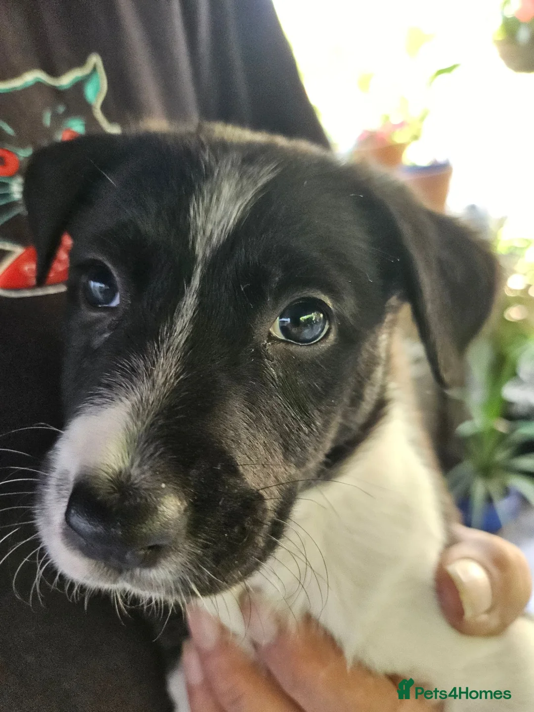 Border Collie dogs for sale: Border Collie puppies various colours  - Advert 14