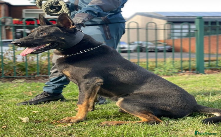 Belgian Shepherd Dog dogs - Advert 2