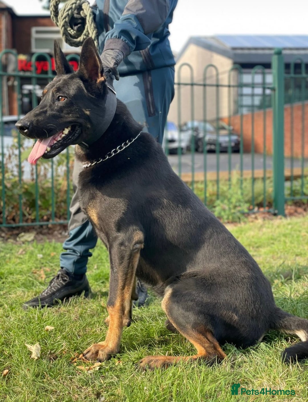 Dog Grooming Belgian Shepherd Guard Dog Dog Breed German Shepherd