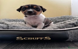 Jack Russell dogs for sale: Smooth haired, Tri-Coloured JRT - Image 2