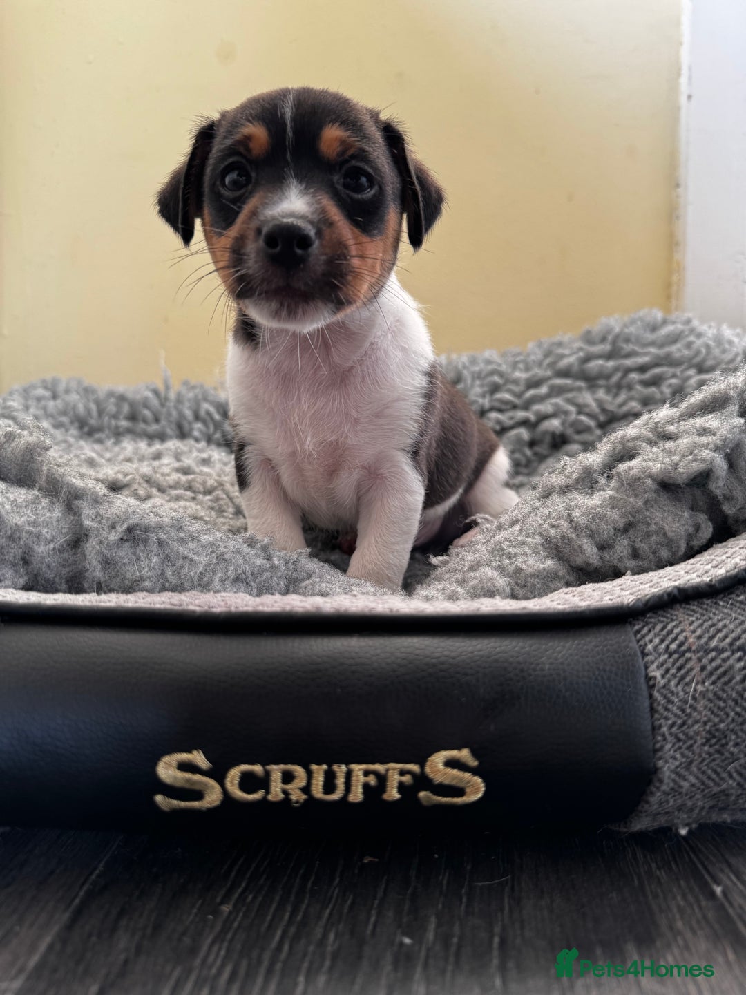 Jack Russell dogs for sale: Smooth haired, Tri-Coloured JRT - Image 2