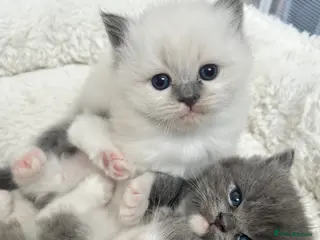 Ragdoll cats Ragdoll kittens - Advert 18