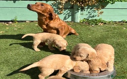 Labradoodle dogs for sale: F1 labradoodle  - Image 4