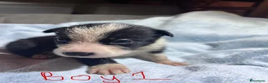 Puppy 6 - Boy