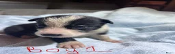 Border Collie dogs for sale: Border Collie Pups - 5 Girl & 5 Boys in Neath - Advert 6