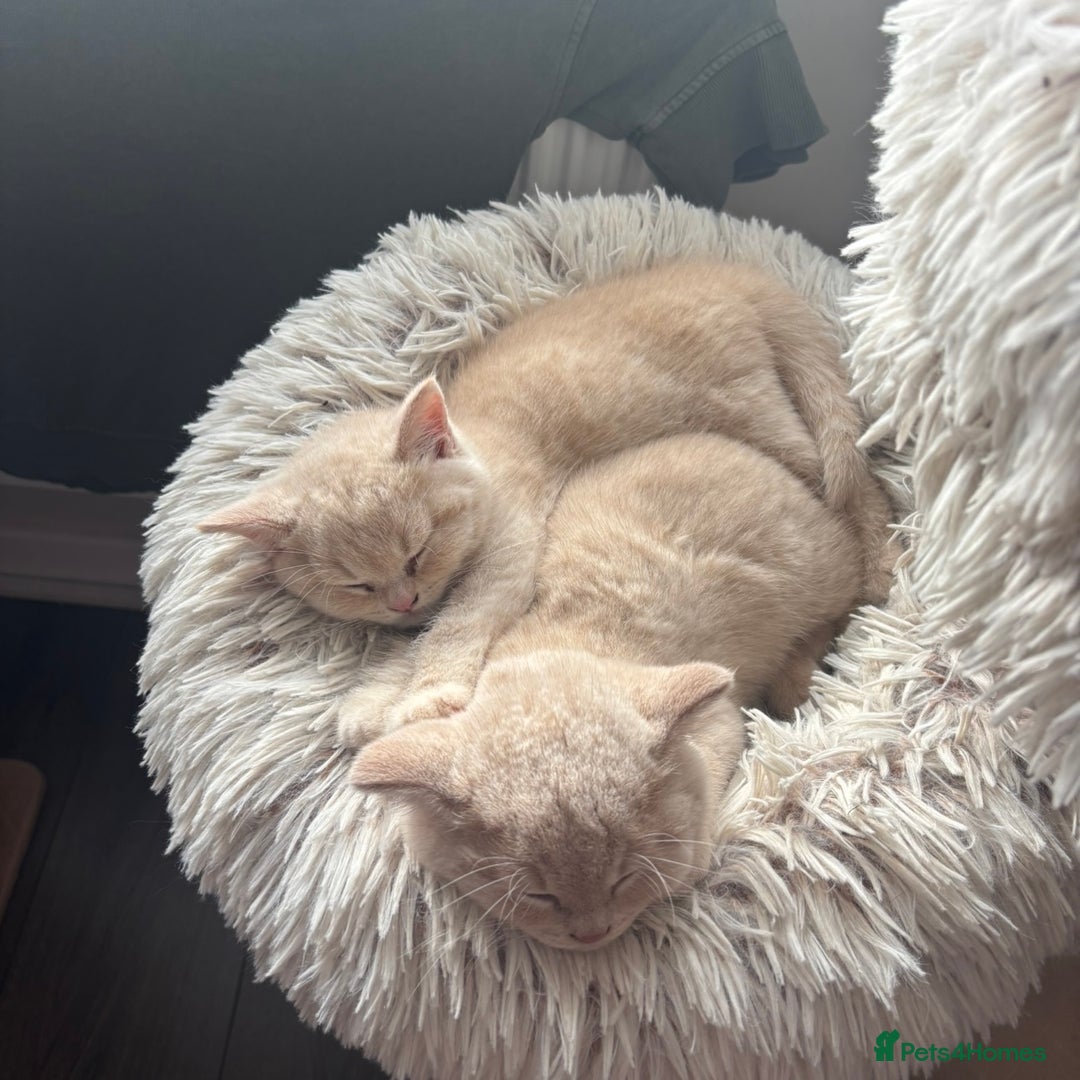 British Shorthair cats for sale: 🏆 BLOODLINE.. BEAUTIFUL CREAM BSH KITTENS - Image 4