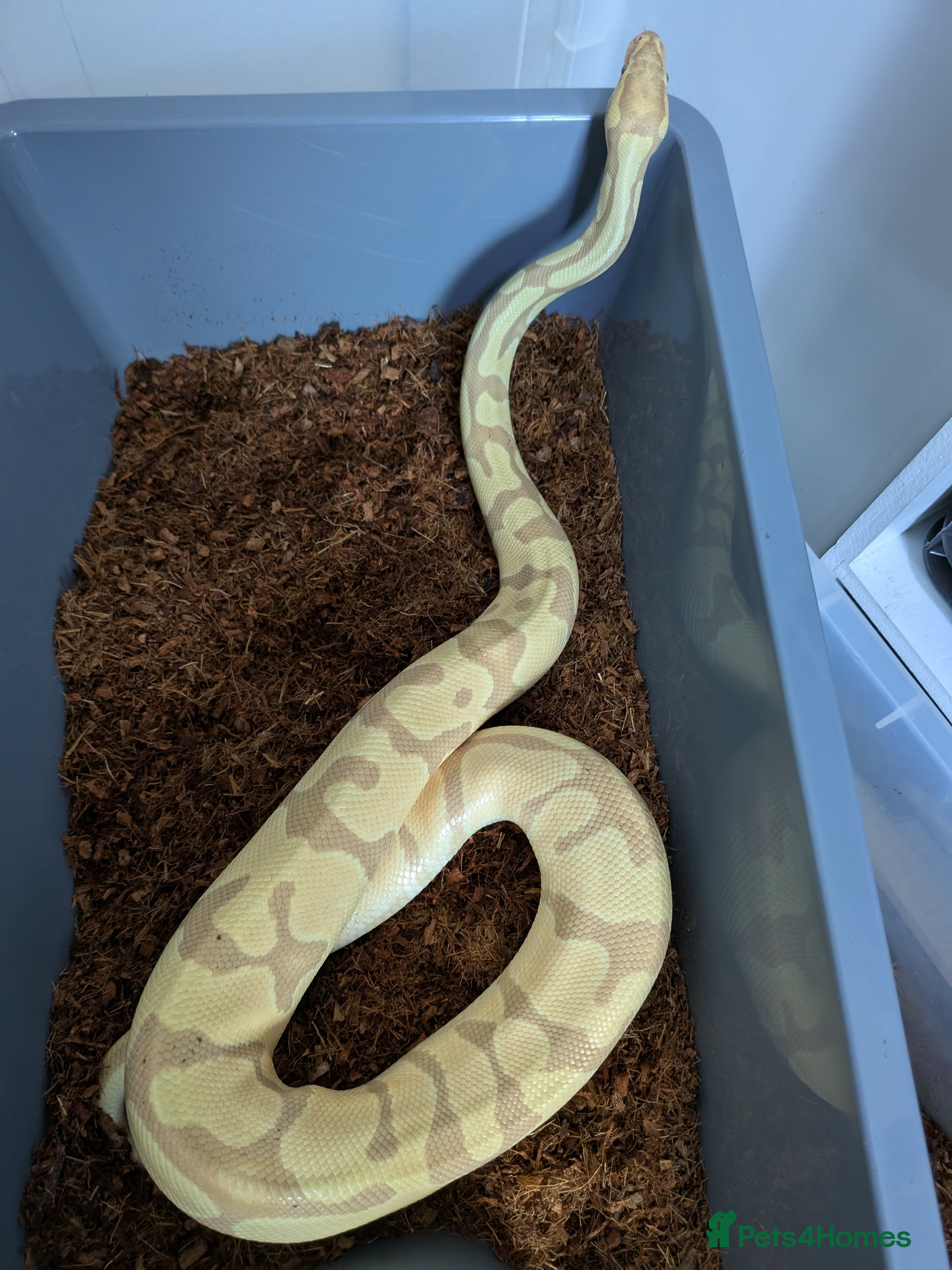 Python Snake reptiles Multiple royals available  - Advert 7