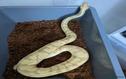 Python Snake reptiles for sale: Multiple royals available  - Image 1