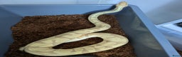 Python Snake reptiles for sale: Multiple royals available  - Advert 1