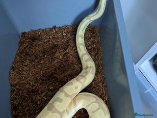 Python Snake reptiles - Advert 2