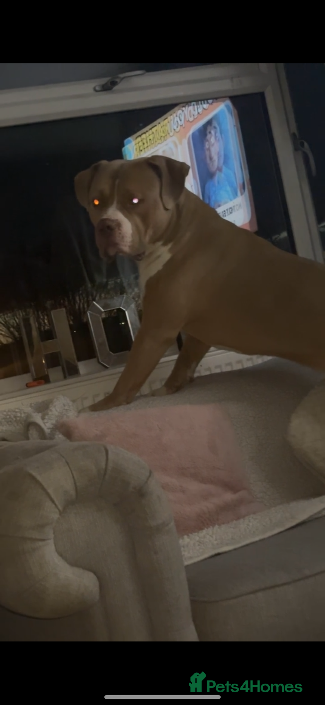 American Bulldog dogs for sale: 3 year old gorgeous male American bulldog  - Image 2