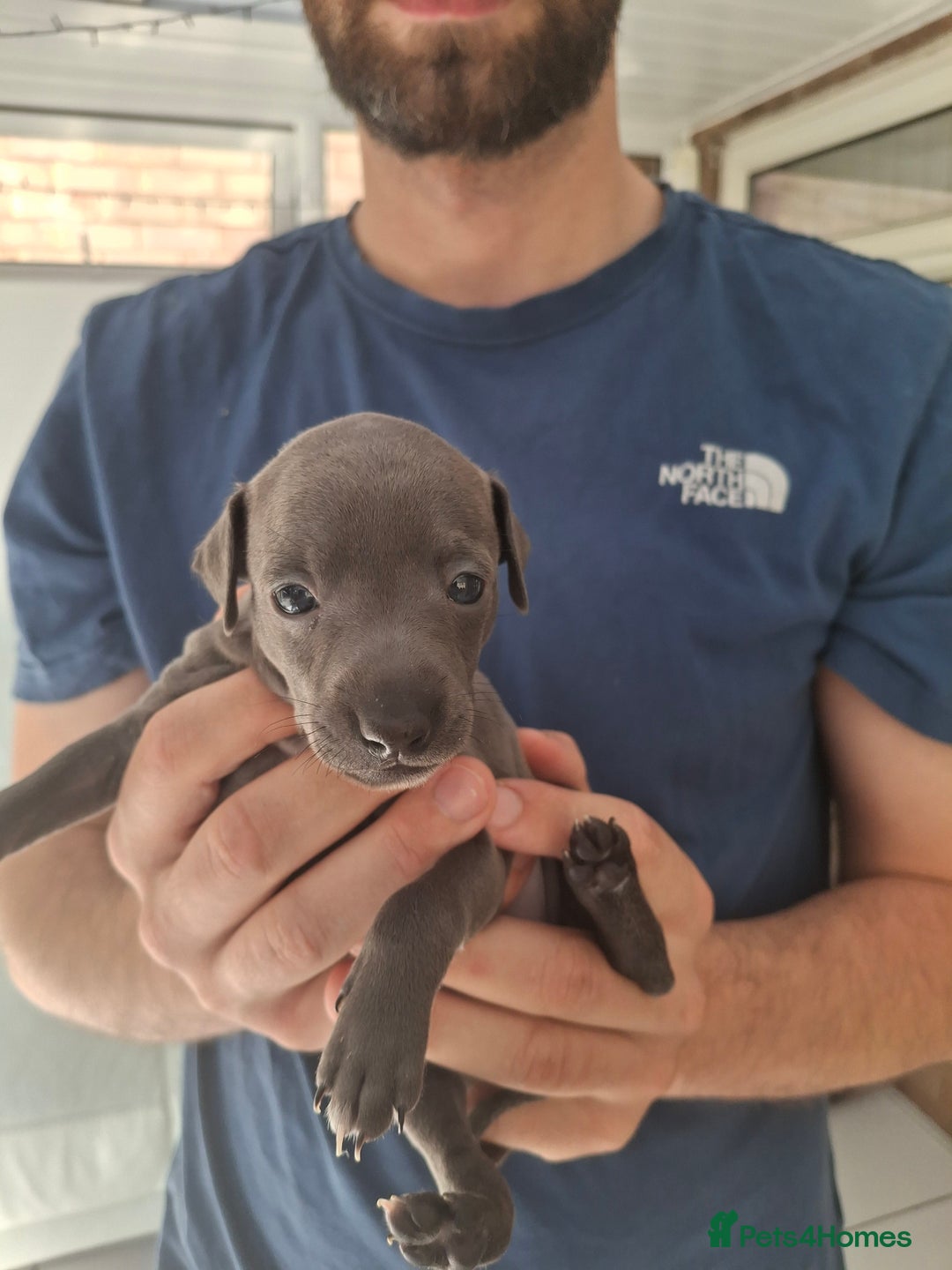 Italian Greyhound dogs for sale: Classic Italian greyhound babies  - Image 12