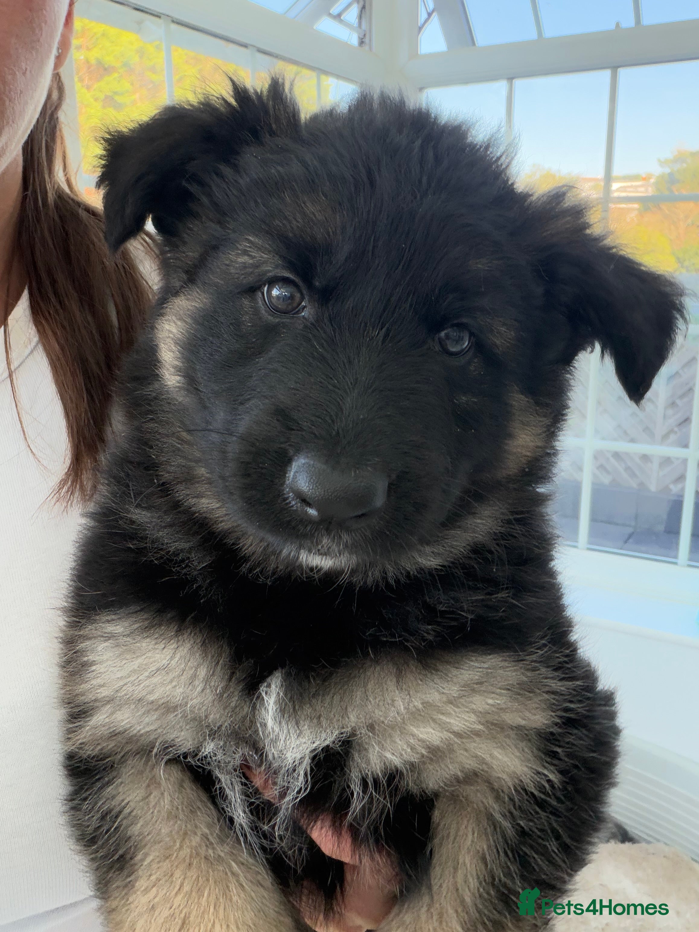 German Shepherd dogs for sale: German shepherd puppies READY 7th NOV 2X bots left - Advert 2