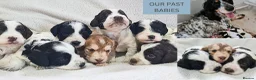 Cockapoo dogs for sale: 3 girl 2 boys May babies (July Home Time) - Advert 26