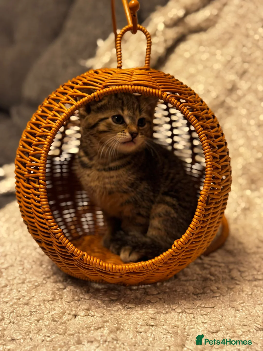 Scottish Fold cats for sale: ✨️5x Scottish Fold/Straight kittens READY TO GO ✨️ - Advert 5