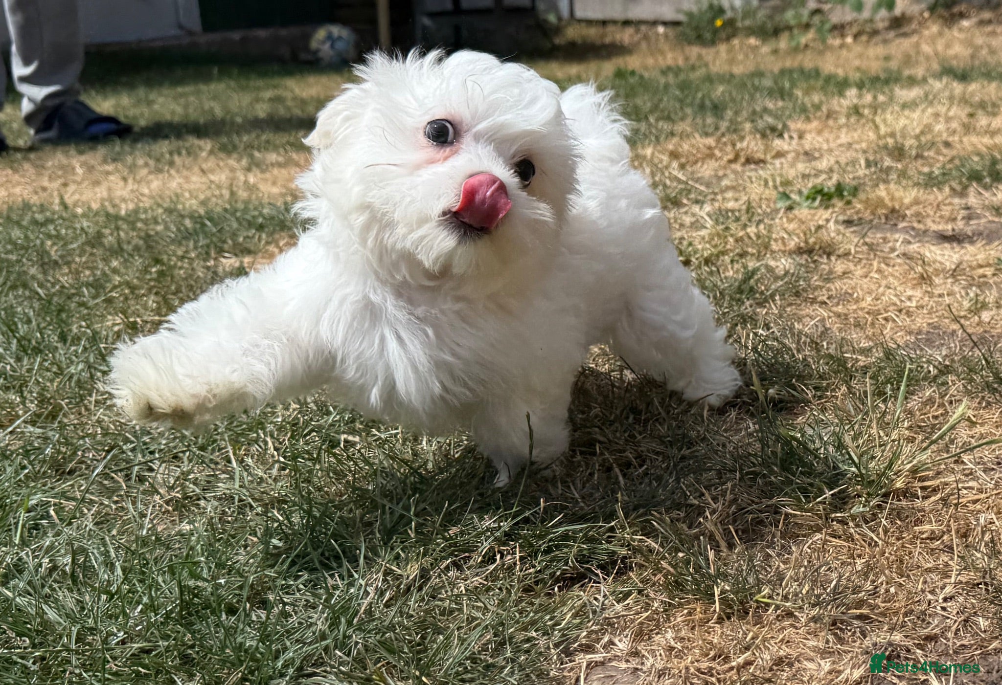Maltese dogs Price negotiable - Advert 2