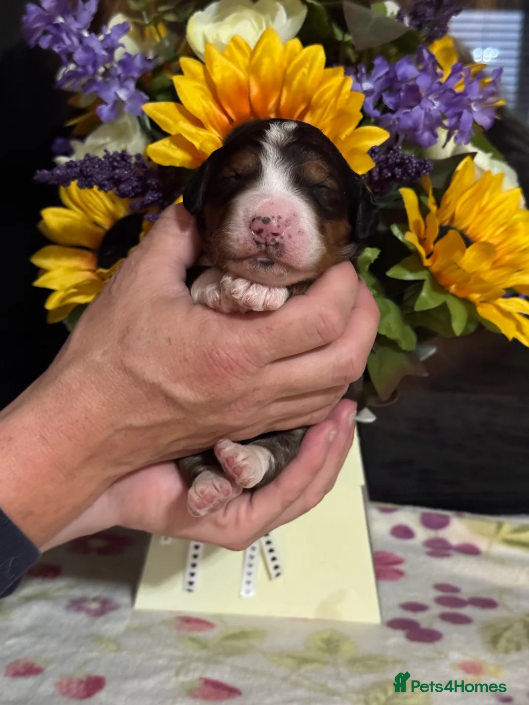 Bernedoodle dogs for sale: 6 gorgeous medium size bernedoodle puppies  - Advert 1