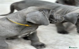 Cane Corso dogs for sale:  Pure breed Cane Corso  Puppies Looking for Homes  - Image 23
