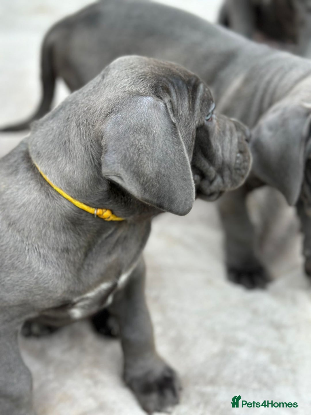 Cane Corso dogs for sale:  Pure breed Cane Corso  Puppies Looking for Homes  - Image 23