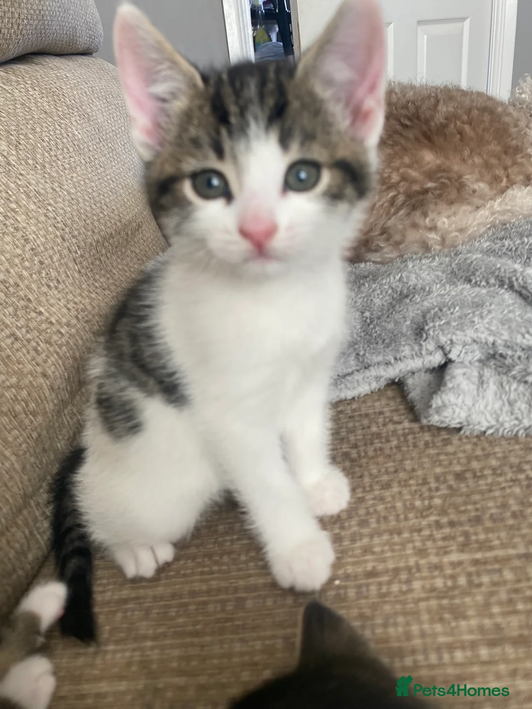 Mixed Breed cats for sale: 2 girls 1 boy beautiful kittens - Advert 2
