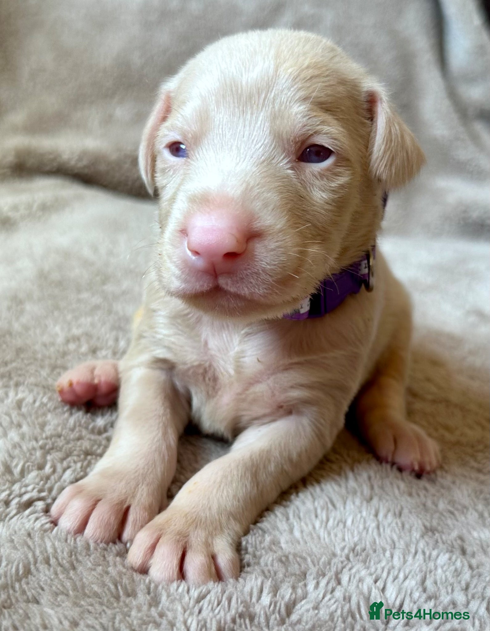 Dobermann dogs KC registered health tested Dobermann puppies  - Advert 2