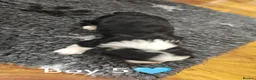 Havanese dogs for sale: Superb litter of K. C Registered havanese puppies - Advert 25