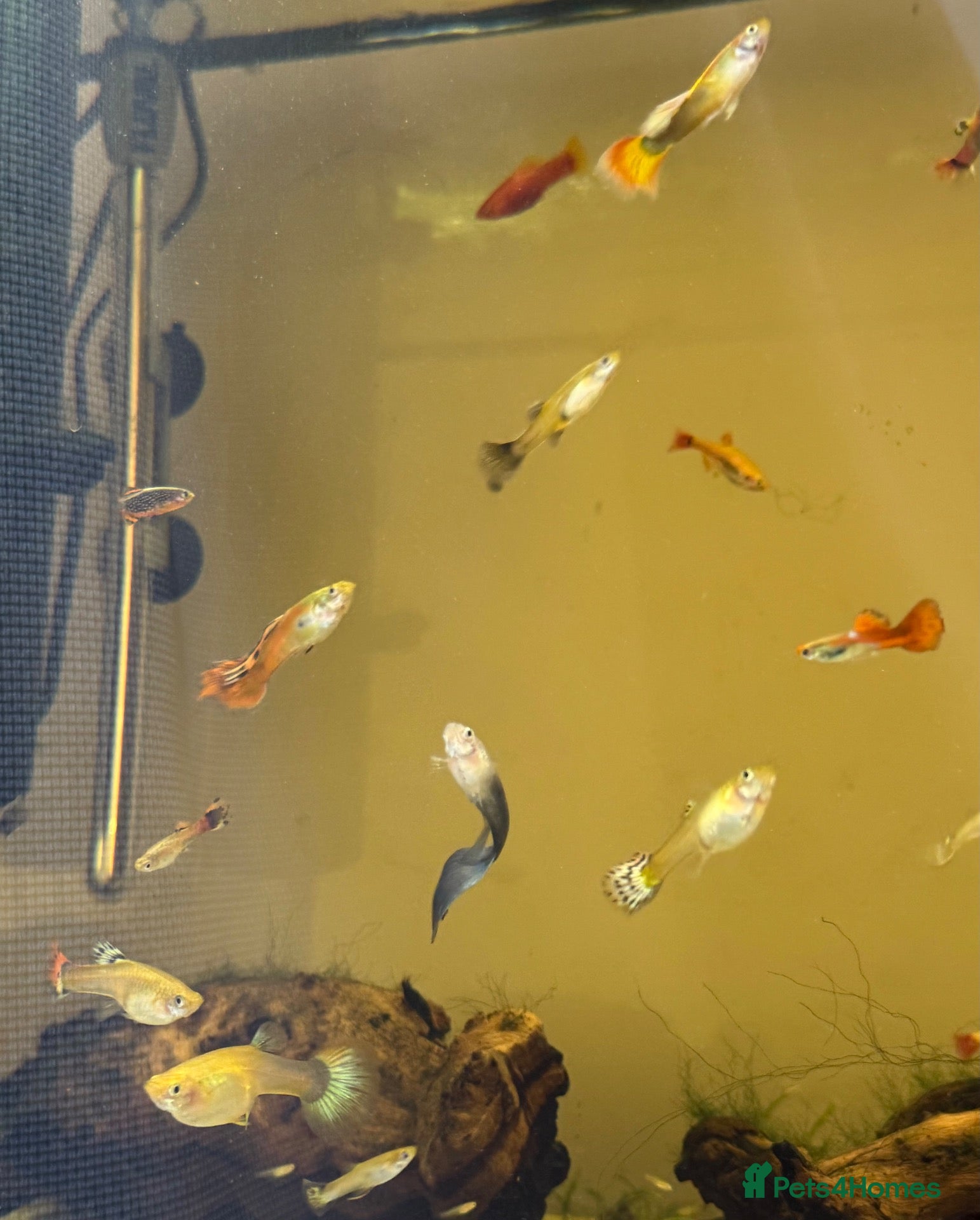 Live Bearers fish for sale: Guppies - Advert 1