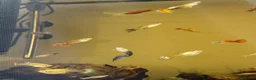 Live Bearers fish for sale: Guppies - Advert 1